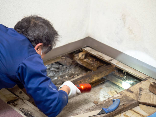 Best Mold Remediation for Specific Building Types in Canton, MO