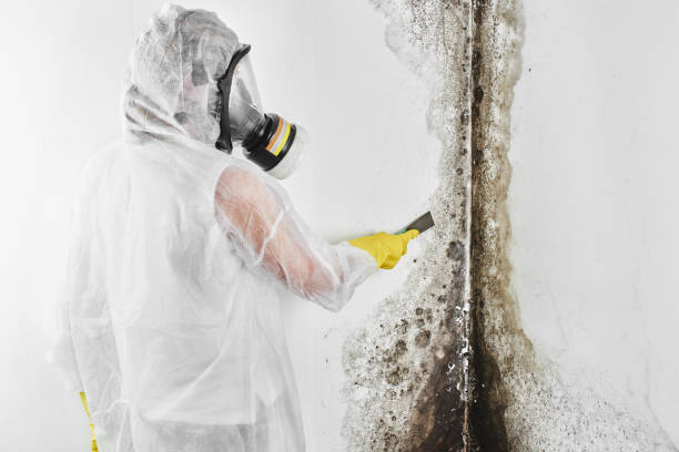 Best Health and Safety Mold Remediation in Canton, MO