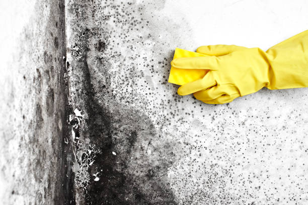 Best Basement Mold Remediation in Canton, MO