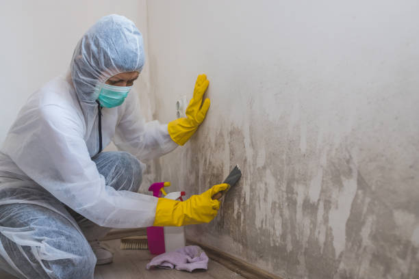Best Black Mold Remediation in Canton, MO