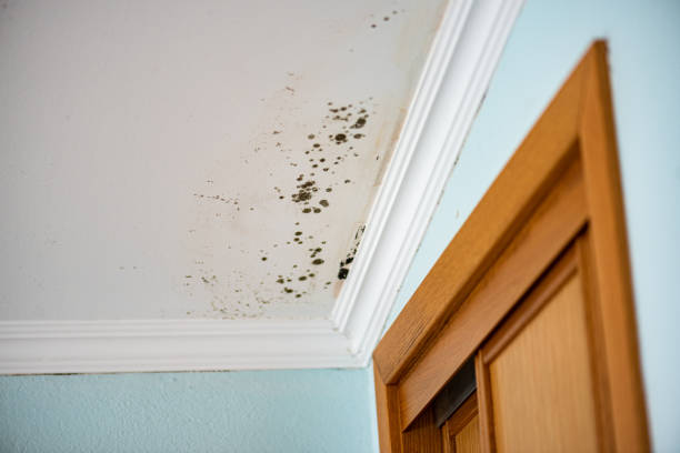 Best Insurance-Related Mold Remediation in Canton, MO