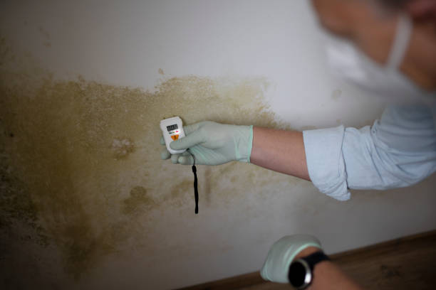Best Attic Mold Remediation in Canton, MO