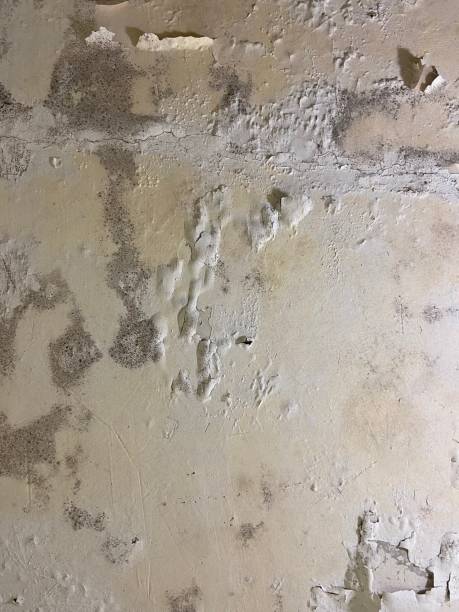 Best Residential Mold Remediation in Canton, MO